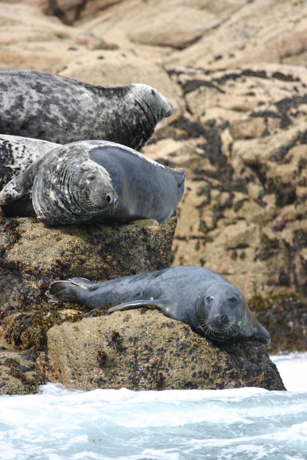 curious seals
